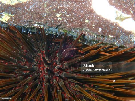 Landak Laut Ungu Landak Laut Batu Atau Bulu Babi Berbatu Dan Hidroid