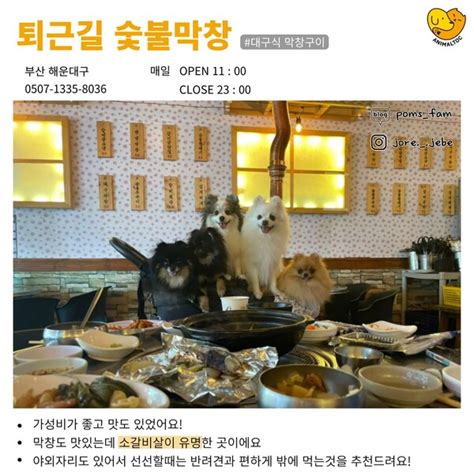 현지인들도 잘 모른다는 부산 애견동반 맛집 Best4 주차 꿀팁 Zum 허브