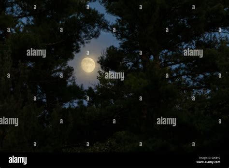 Full moon in the forest Stock Photo - Alamy