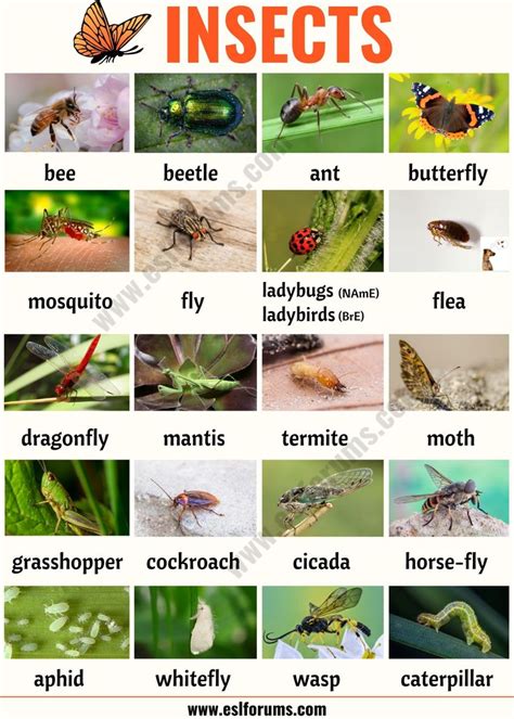 List of Animals: A Big Lesson of Animals Names with the Pictures! | List of insects, Insects ...