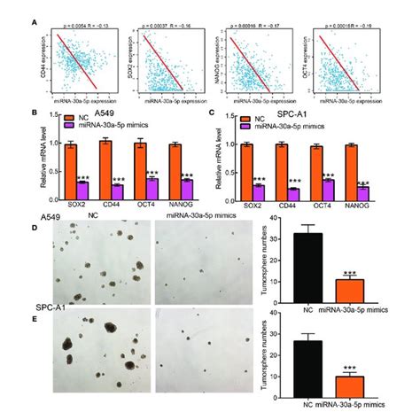 Over Expression Of MiRNA 30a 5p Inhibits Cancer Stem Cell Maintenance