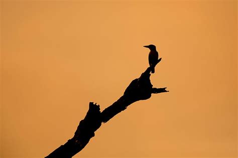 HD wallpaper: Birds, Silhouette, Sunset | Wallpaper Flare