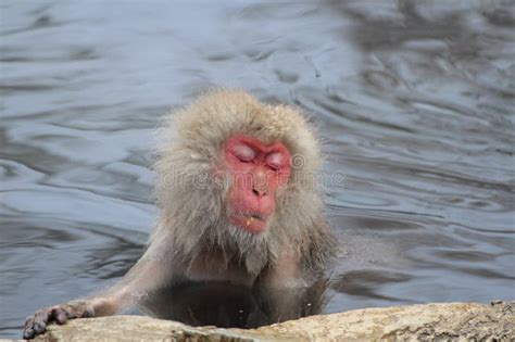 Snow Monkey Taking The Hot Spring In Nagano Stock Photo Image Of