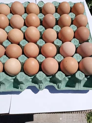 Huevos Fértiles Gallina Isa Brown 1 Unidad Cuotas al mismo precio