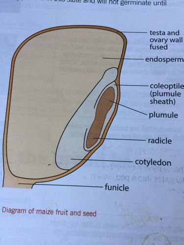 C2 Sexual Reproduction In Plants Flashcards Quizlet