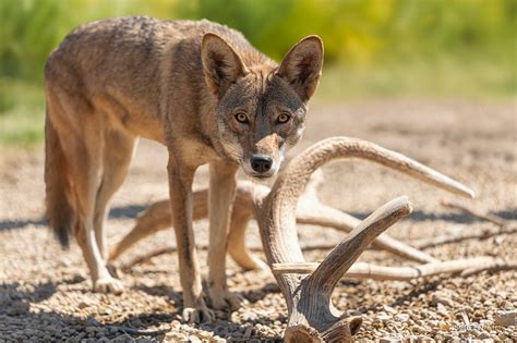 Exclusive: Photos and Update on Neka Kayda, the First Cloned Red Wolf