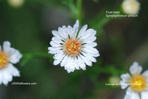 Us Wildflower Hairy White Oldfield Aster Frost Aster White Heath