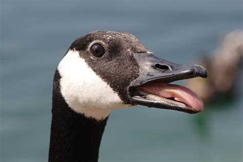 Filecanada Goose Head Detail Wikimedia Commons