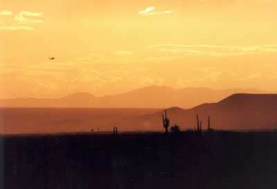 Saguaro National Park