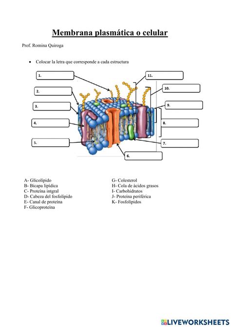 Membrana celular | Biology, Line chart, Plasma