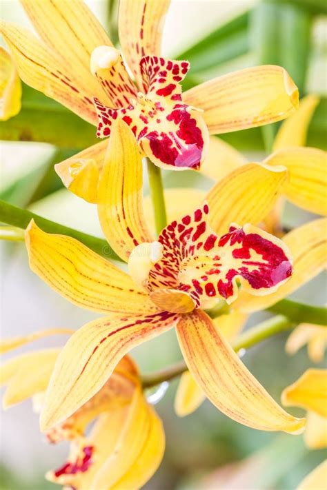 Beautiful Yellow Orange Orchids Dendrobium Stock Photo Image Of