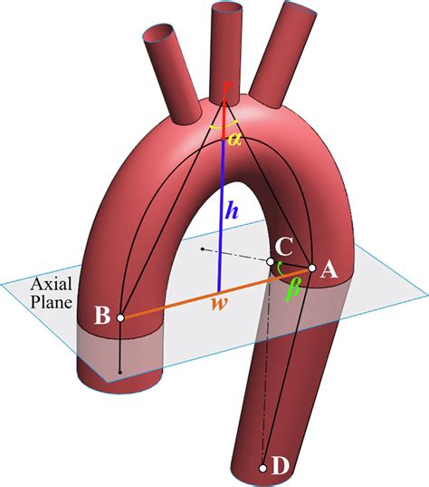 Representation Of Aortic Arch Dimensions For Thoracic Aortic Geometry