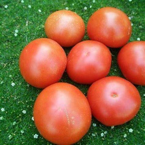 Томат Мясистый сахаристый: характеристика и описание сорта с фото