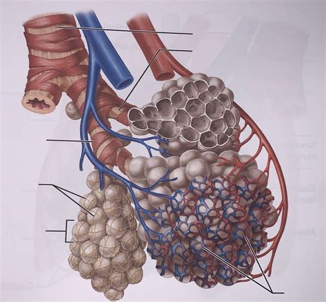 Blood Supply To The Alveoli Diagram Quizlet