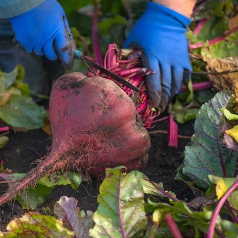 8 Essential Tips For Growing Beets In Your Garden Backyard Vegetable