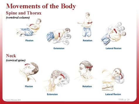 1 Navigating The Body Regions Of The Body