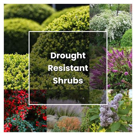 How To Grow Drought Resistant Shrubs Plant Care And Tips Norwichgardener