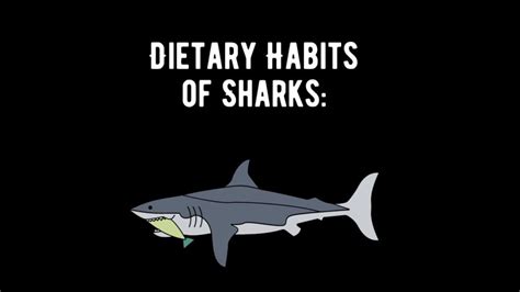 Dietary Habits of Sharks: Exploring What, When, and How Much They Eat ...