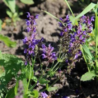 Пряные травы - саженцы из питомника в Нижнем Новгороде