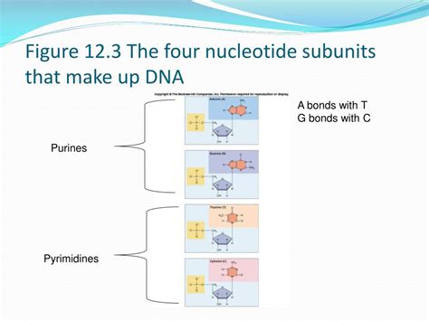 Subunits That Make Up Dna - Mugeek Vidalondon