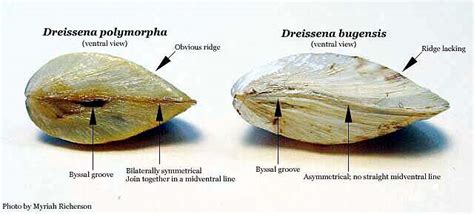 Nonindigenous Aquatic Species