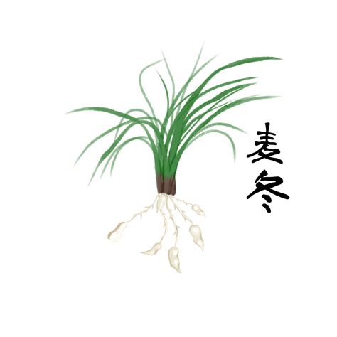 Chinese Herb Ophiopogon Japonicus Ophiopogon Japonicus Traditional