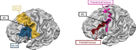 Figure 1 from The role of the inferior frontal junction: a meta ...