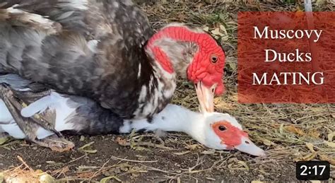 Muscovy Ducks Mate Muscovies Mating Fertilizing Duck Eggs