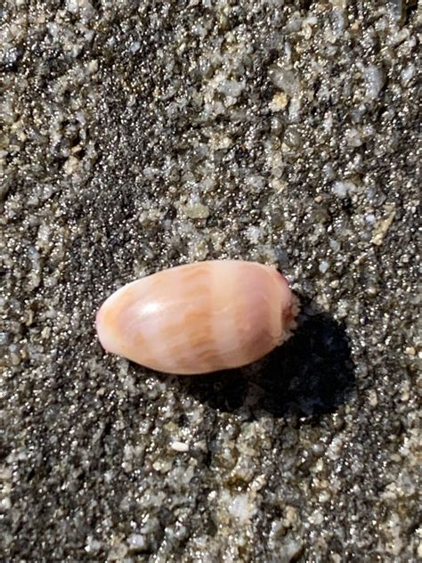 Small Toothed Cowrie From Yuraygir National Park Yuraygir NSW AU On