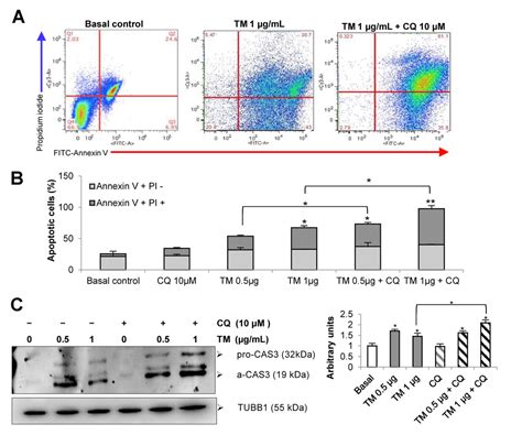 Impaired Autophagic Activity And Atg B Deficiency Are Associated With