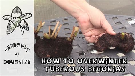 How To Overwinter Tuberous Begonias Quick Easy Guide Youtube