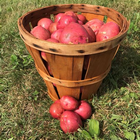 5 Lbs Fresh Red Potatoes Red Hill Harvest