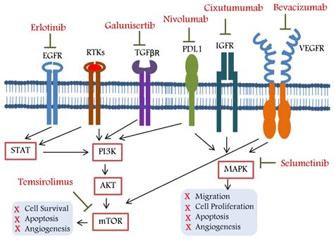 Current Oncology Free Full Text Potential Molecular Targeted Therapy For Unresectable