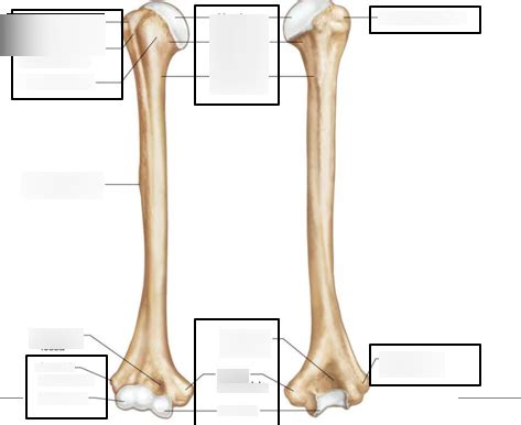 Humerus Labeling Diagram Diagram Quizlet