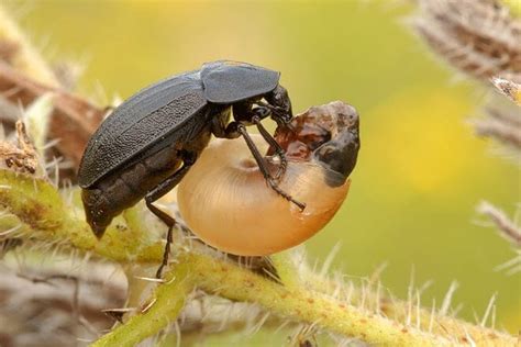 Insectos Depredadores De Plagas