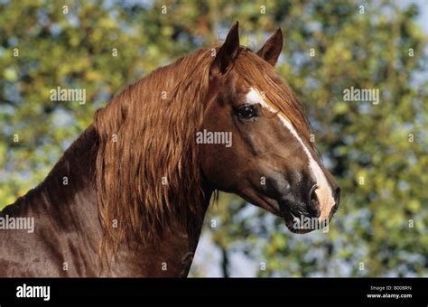 Cob Horse Hi Res Stock Photography And Images Alamy