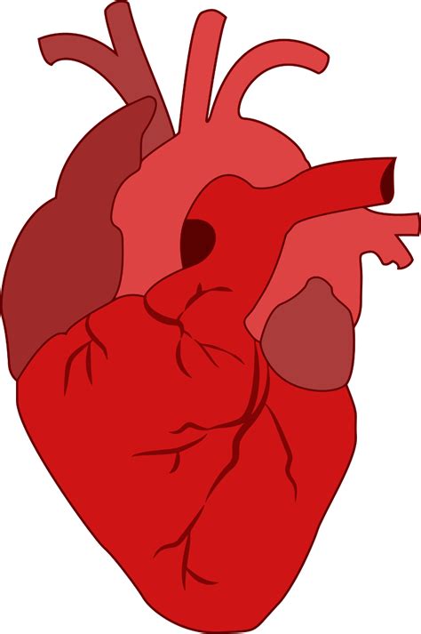 Download High Quality Clipart Heart Real Transparent Png Images Art