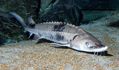 Lake Sturgeon Great Lakes Fishes Field Guide · Inaturalist