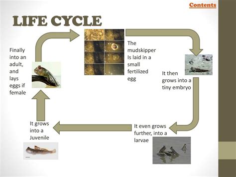 Falcon Images: Life Cycle Peregrine Falcon Facts