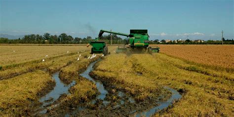 Productores Del Delta Denuncian La Perdida De Cosechas Por Fallas De