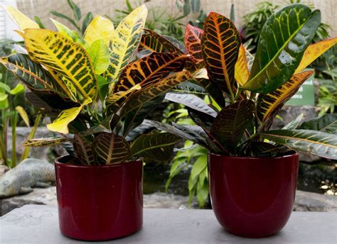 10 Best Tropical Plants for Your Patio - Sheridan Nurseries Garden Room ...