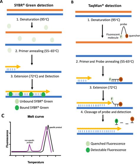 The Basics Of Reverse Transcription Pcr Rt Pcr