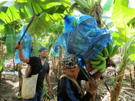 Extrabajadores bananeros nicaragüenses víctimas de pesticida acuden a