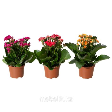 KALANCHOE КАЛАНХОЭ Растение в горшке, Каланхоэ Блосфельда, (id 57740242)