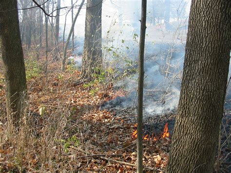 Prescribed Burns Are An Important Management Tool For Our Natural Areas Fires Help Remove