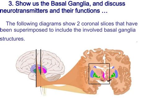 Ppt The Role Of The Basal Ganglia In Habit Formation Powerpoint