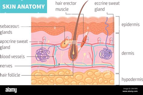 Integumentary System For Kids Labeled