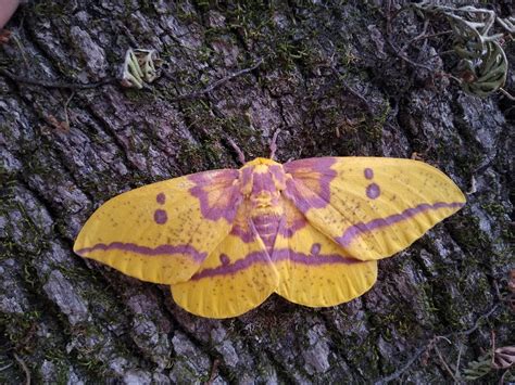 Rosy Maple Moth Rinsects