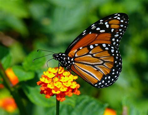 Metamorfose Borboleta Monarca Conheça A Espécie E Entenda A Mutação