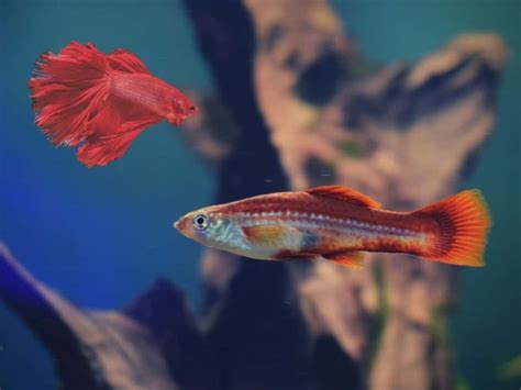 10 Best Platy Tank Mates: Best & Worst Fish to Keep with Platies | Fish ...